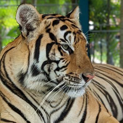 Tiger Kingdom Phuket wildlife encounter experience