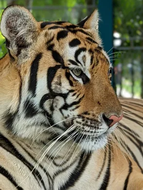 Tiger Kingdom Phuket wildlife encounter experience