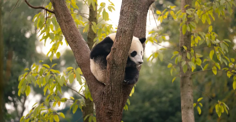 A giant panda rests curled up in the fork of a tree branch, surrounded by green and yellow leaves.