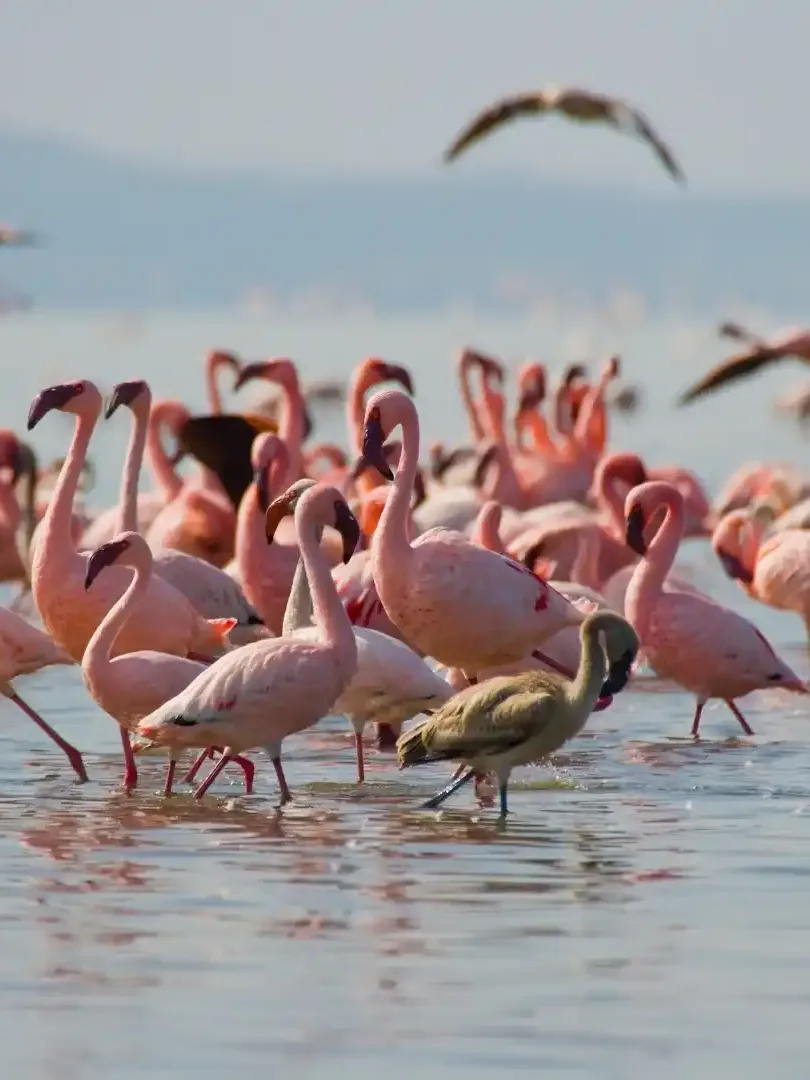 Large flocks of flamingos at Lake Nakuru with scenic background