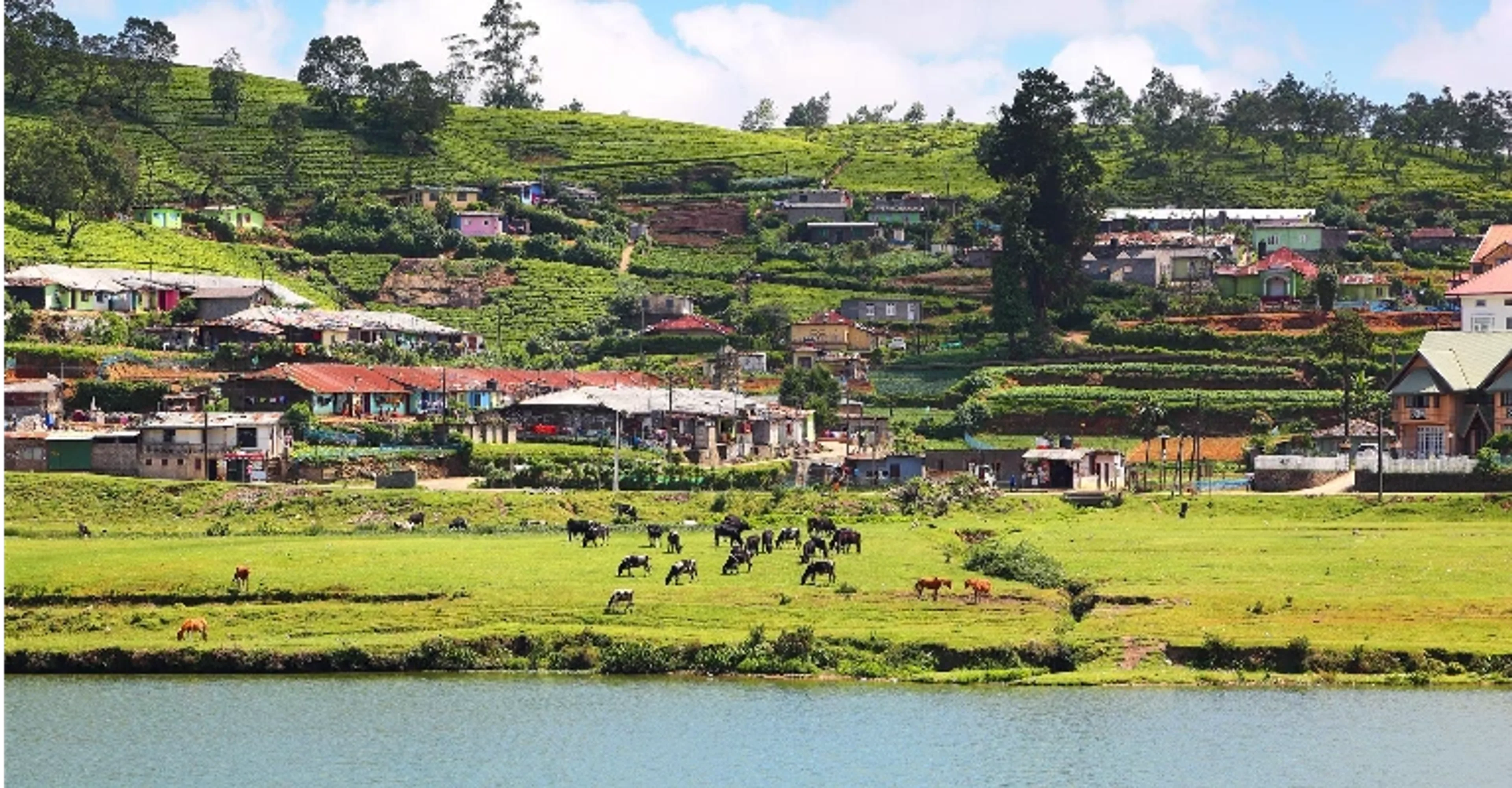 Tea plantations and a village along a lake in Nuwara Eliya.