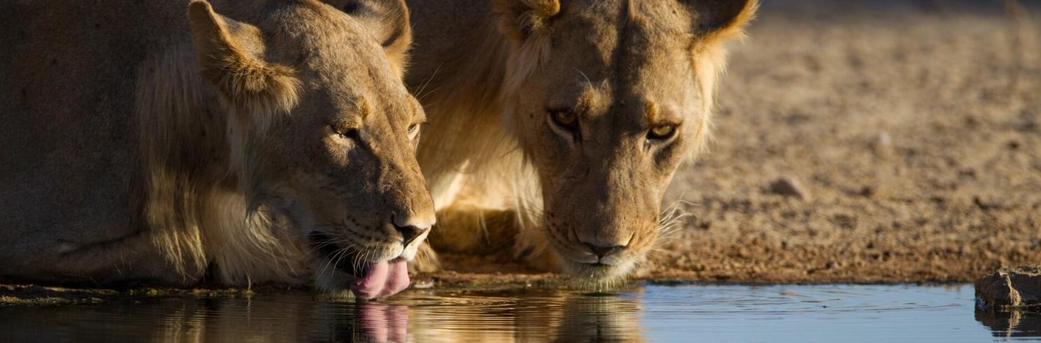 Best Time to Visit Masai Mara for the Great Migration