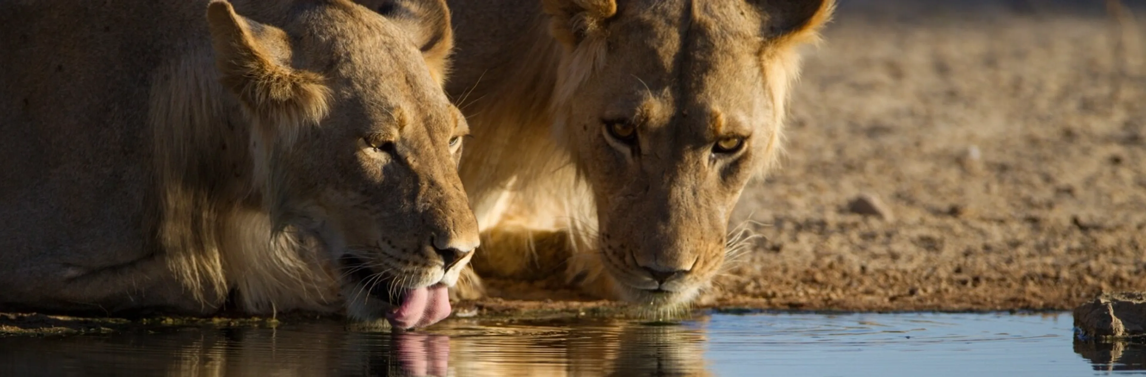 Best Time to Visit Masai Mara for the Great Migration