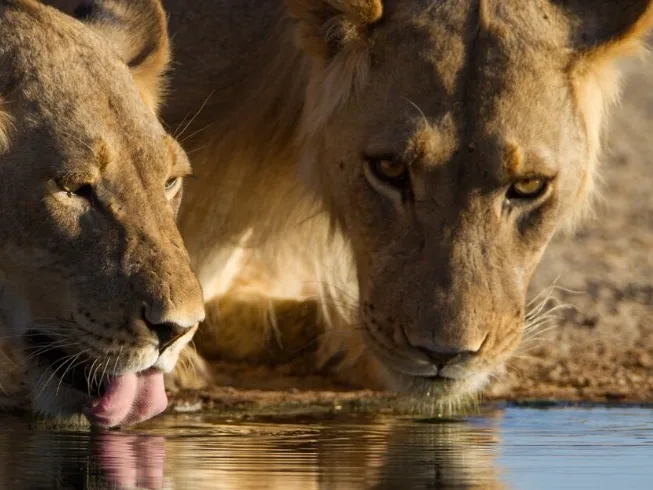Best Time to Visit Masai Mara for the Great Migration
