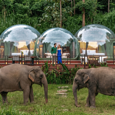 Transparent jungle bubble suite at Anantara Golden Triangle Elephant Camp & Resort with elephants roaming nearby, Chiang Rai, Thailand