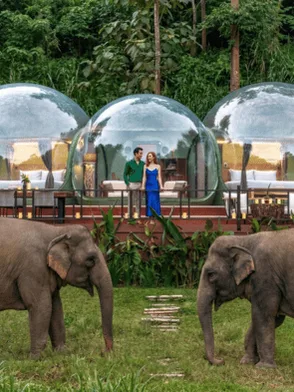 Transparent jungle bubble suite at Anantara Golden Triangle Elephant Camp & Resort with elephants roaming nearby, Chiang Rai, Thailand