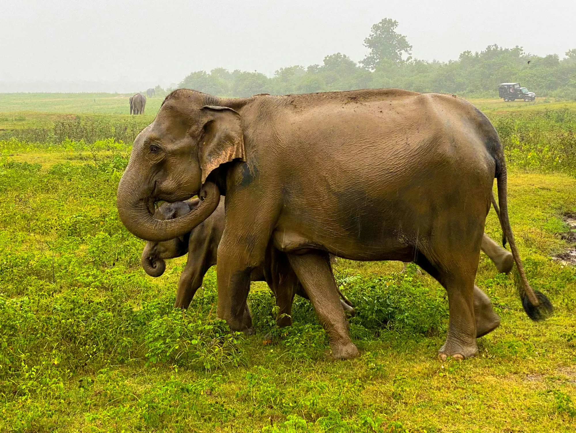 A pair of elephants in a lush green field at Udawalawe National Park, Sri Lanka