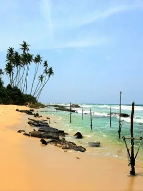 Golden sands and palm trees at Koggala Beach