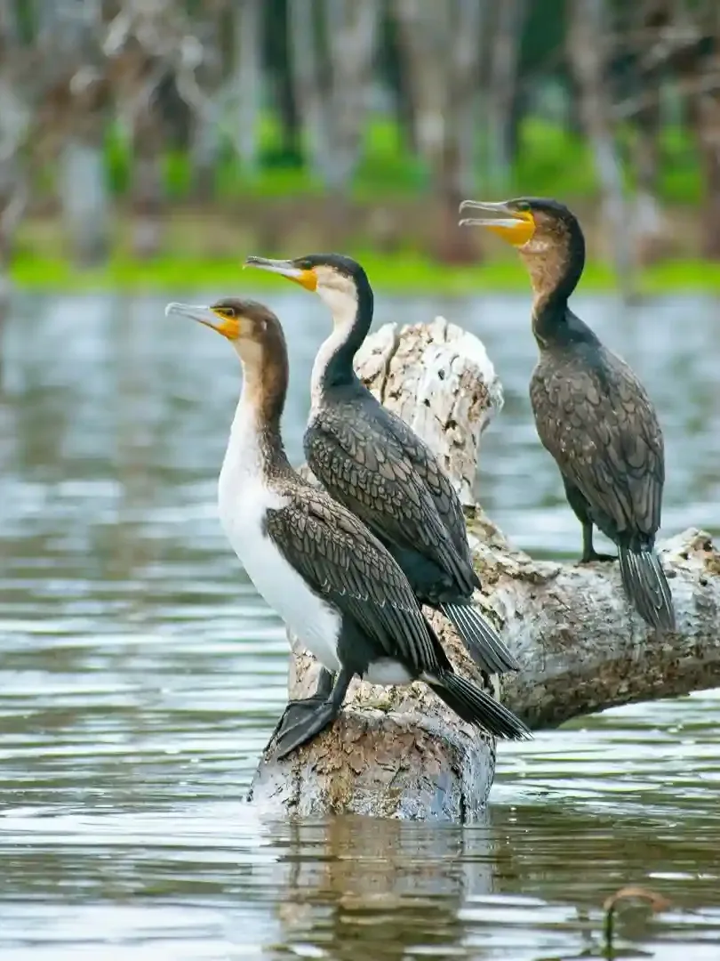 Birdwatching at Lake Naivasha with fish eagle flying above reflective waters in Kenya