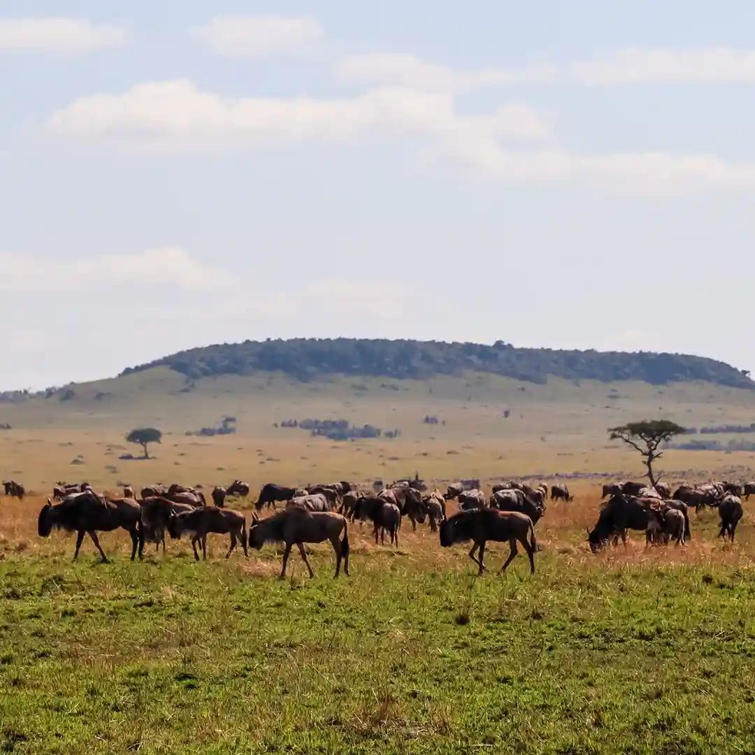 Wildlife safari in Maasai Mara with zebras and wildebeest on open savannah plains