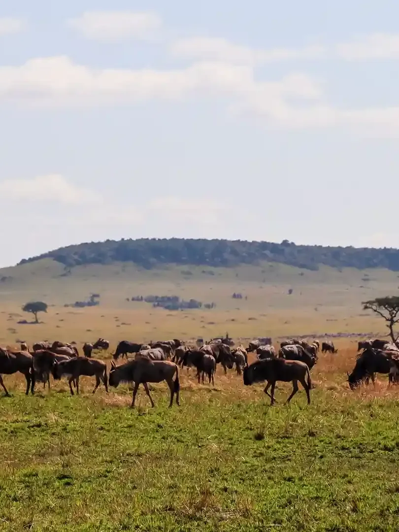 Wildlife safari in Maasai Mara with zebras and wildebeest on open savannah plains