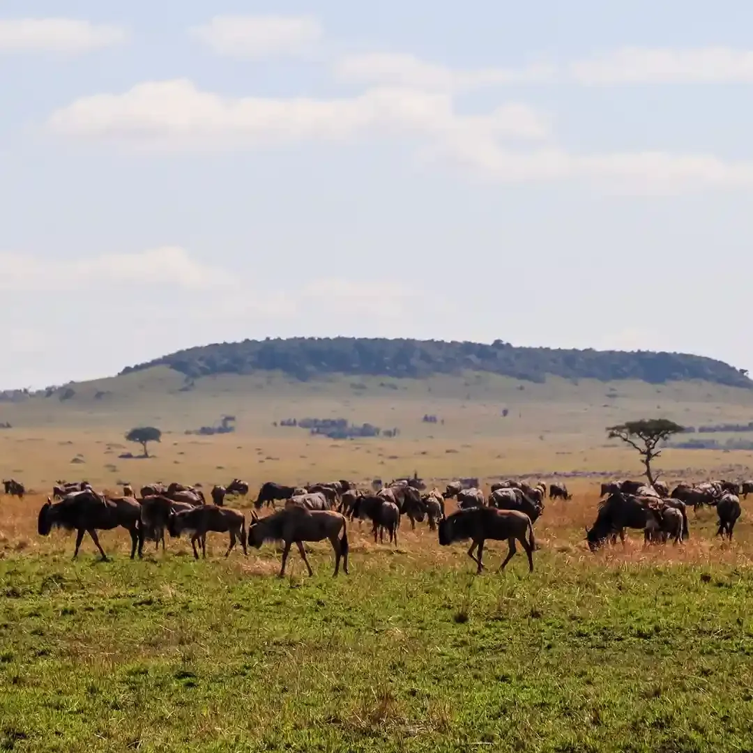 Wildlife safari in Maasai Mara with zebras and wildebeest on open savannah plains