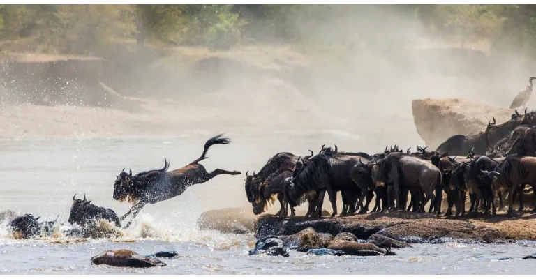 Wildebeest herd grazing on the Masai Mara plains during the Great Migration