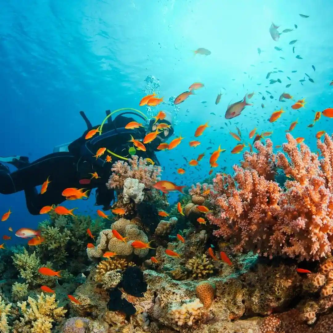 Snorkeling over coral reefs with tropical fish in Kenya's marine parks