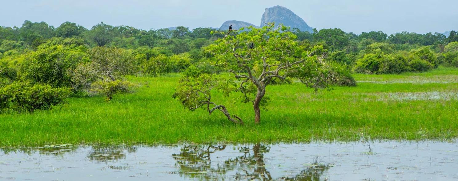 Wetland landscape with a lone tree in Yala National Park.