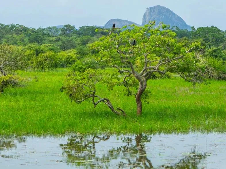 Wetland landscape with a lone tree in Yala National Park.