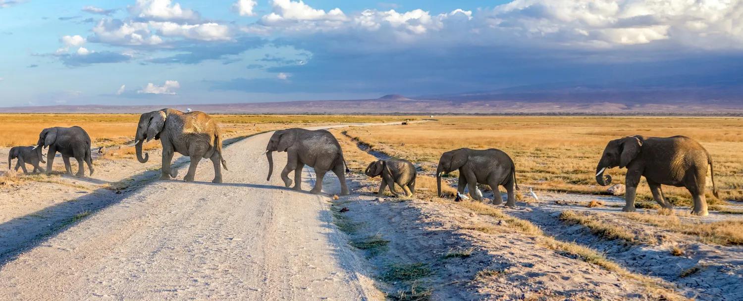 Kenya safari travel packages featuring wildlife and nature experiences