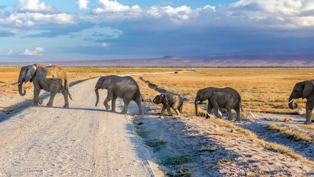 Kenya safari travel packages featuring wildlife and nature experiences