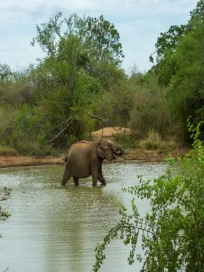 Open grasslands and elephants in Udawalawe National Park