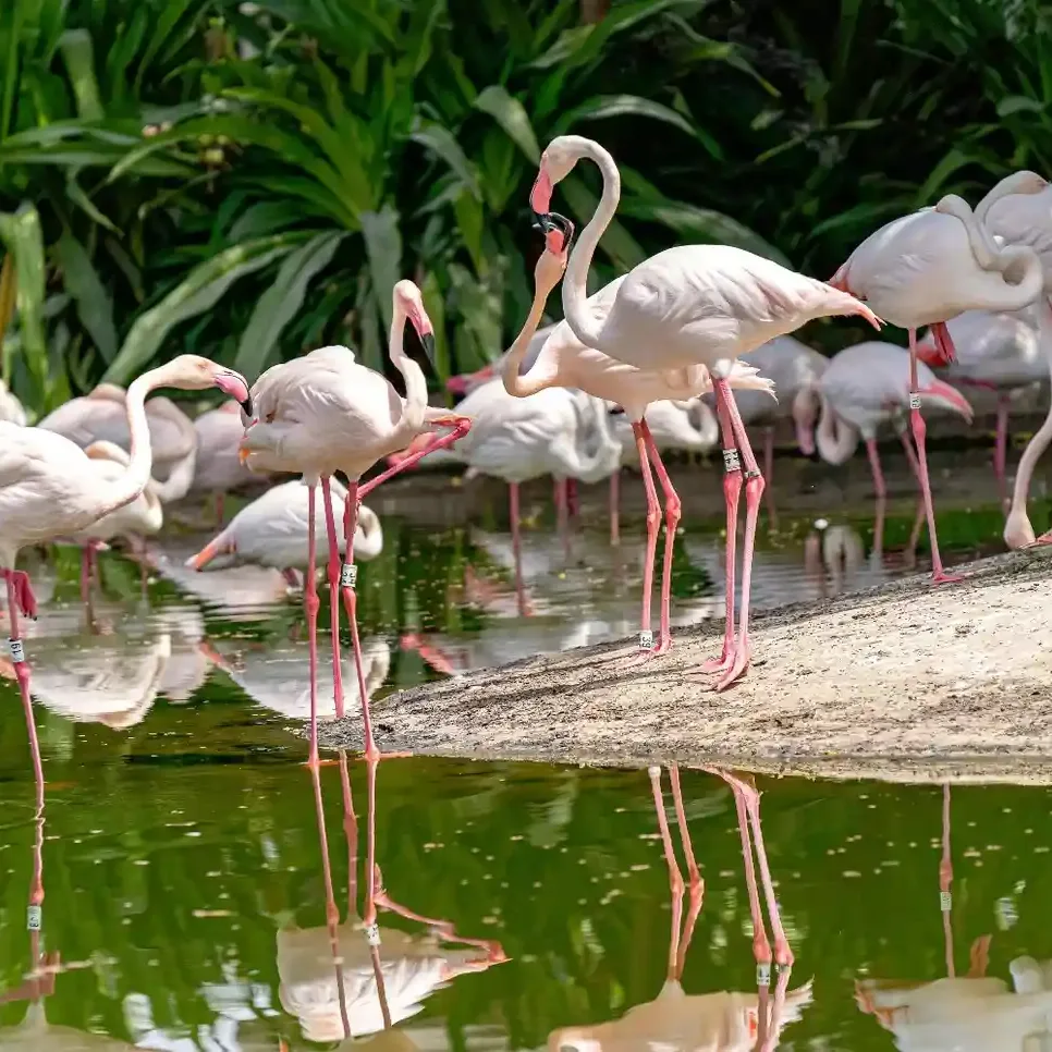 Ras Al Khor Wildlife Sanctuary with flamingos in wetland habitat