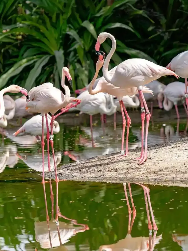 Ras Al Khor Wildlife Sanctuary with flamingos in wetland habitat