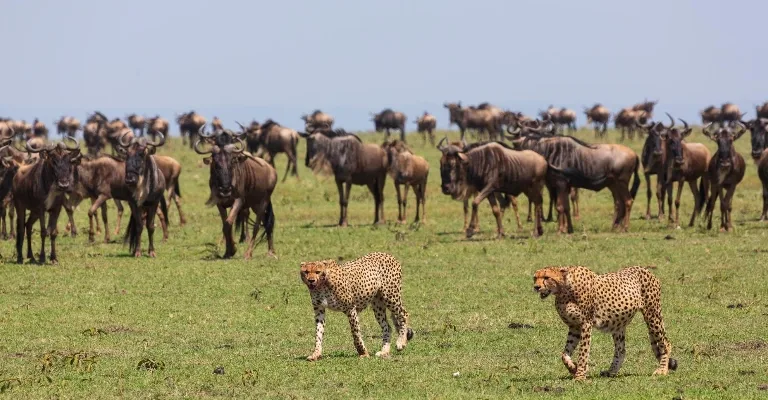 Masai Mara National Reserve safari landscape in Kenya