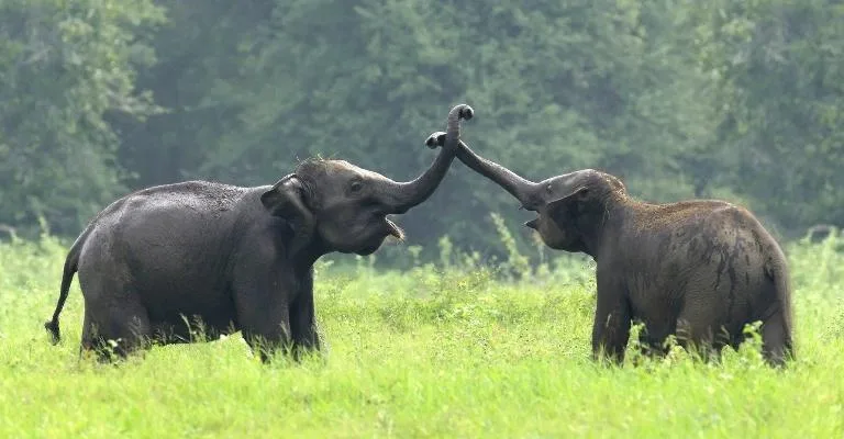 Two elephants playfully touching trunks in a grassy field.