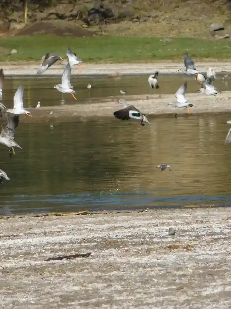 Flamingos and pelicans along Lake Elementaita shoreline
