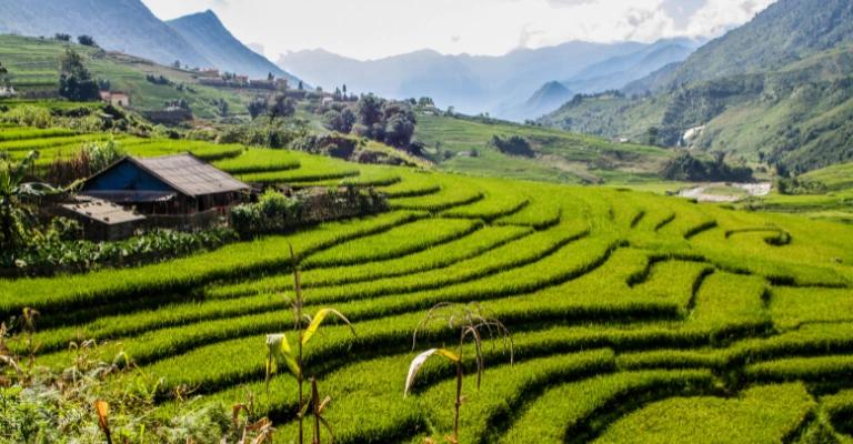 Green terraced rice fields in Sapa with mountains in the background