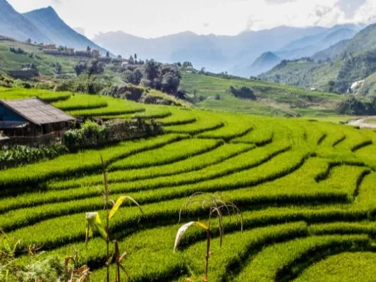Green terraced rice fields in Sapa with mountains in the background
