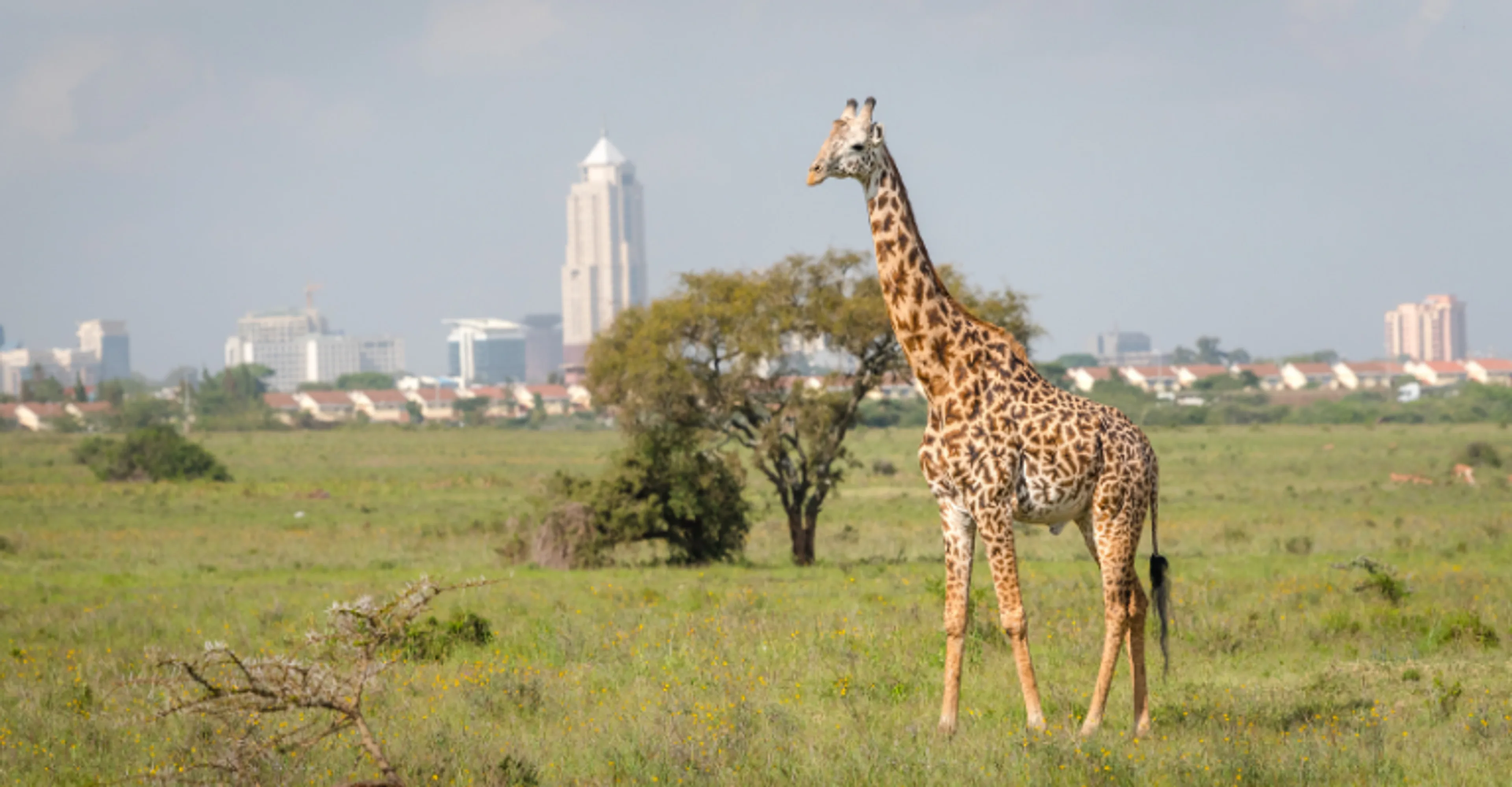 A giraffe stands in the grasslands of Nairobi National Park with the city's skyline visible in the background.