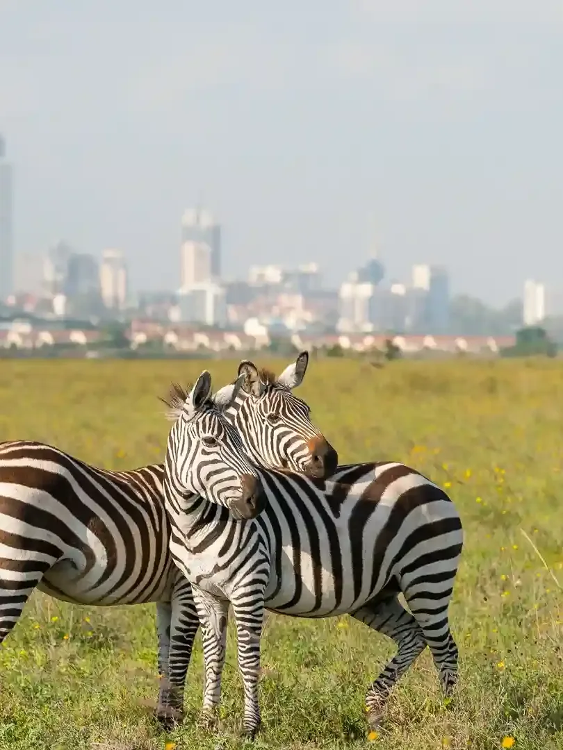 Wildlife in Nairobi National Park with city skyline in the background