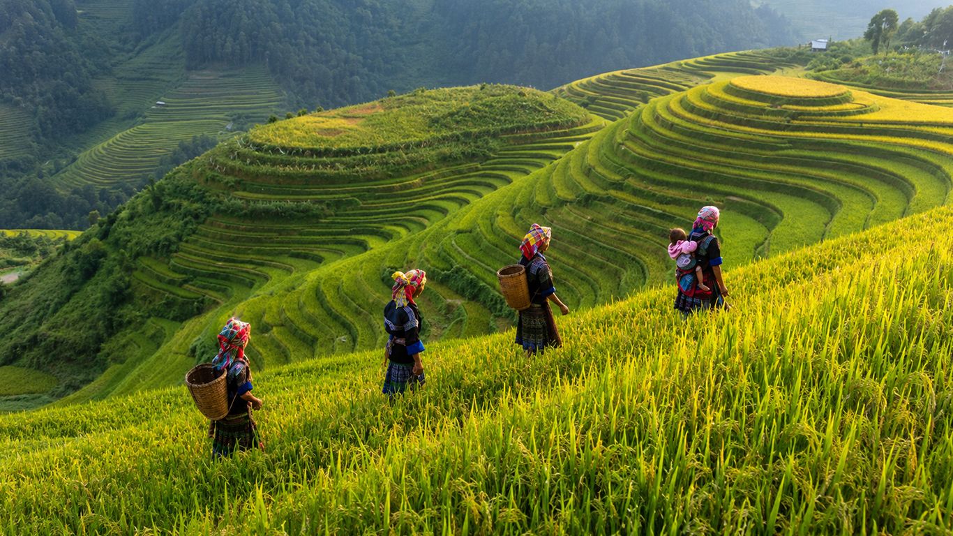 Vietnamese farmers walking through scenic rice terraces