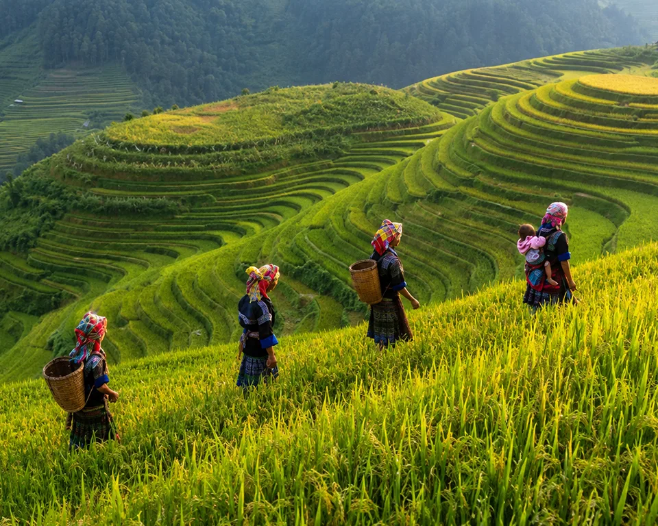 Vietnamese farmers walking through scenic rice terraces
