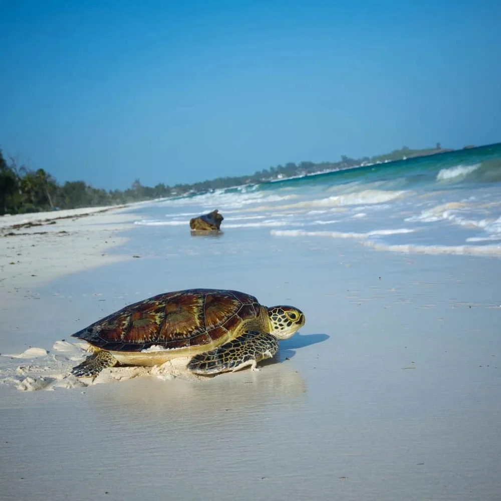 Turquoise waters and white sandy shores of Watamu Beach with coral reefs and sandbanks under a clear tropical sky