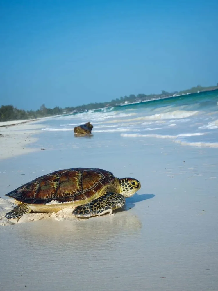 Turquoise waters and white sandy shores of Watamu Beach with coral reefs and sandbanks under a clear tropical sky