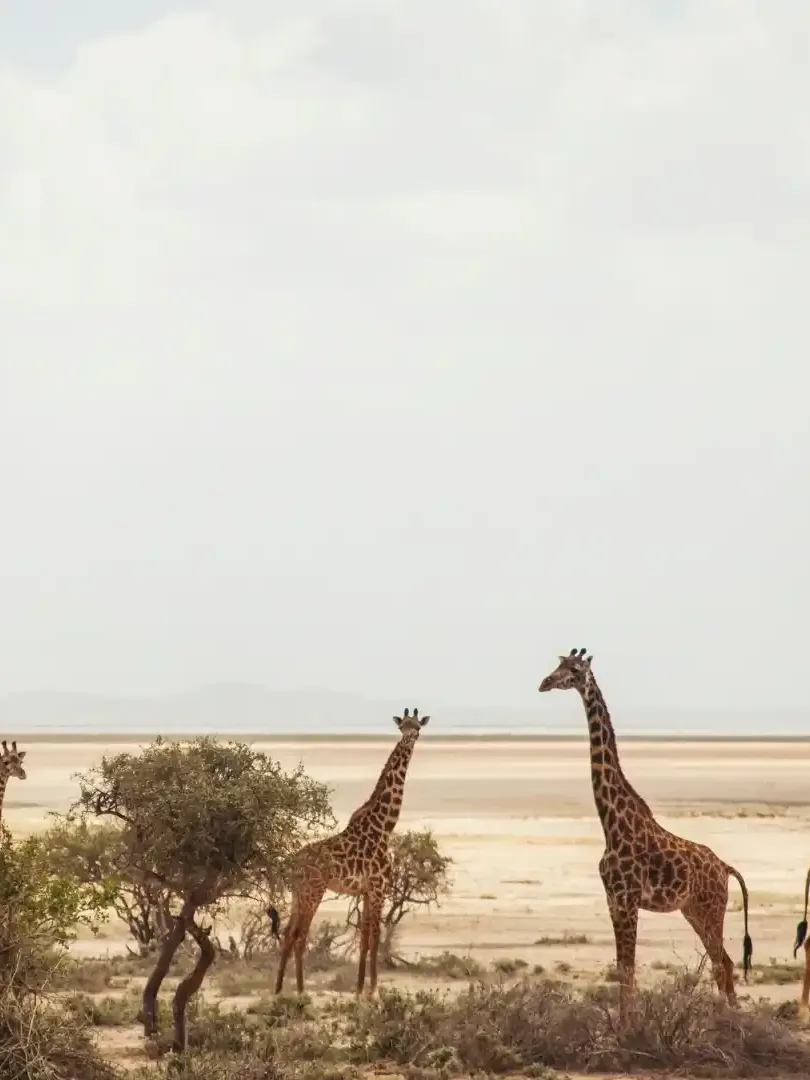 Rhino conservation area in Lewa Wildlife Conservancy with safari landscape