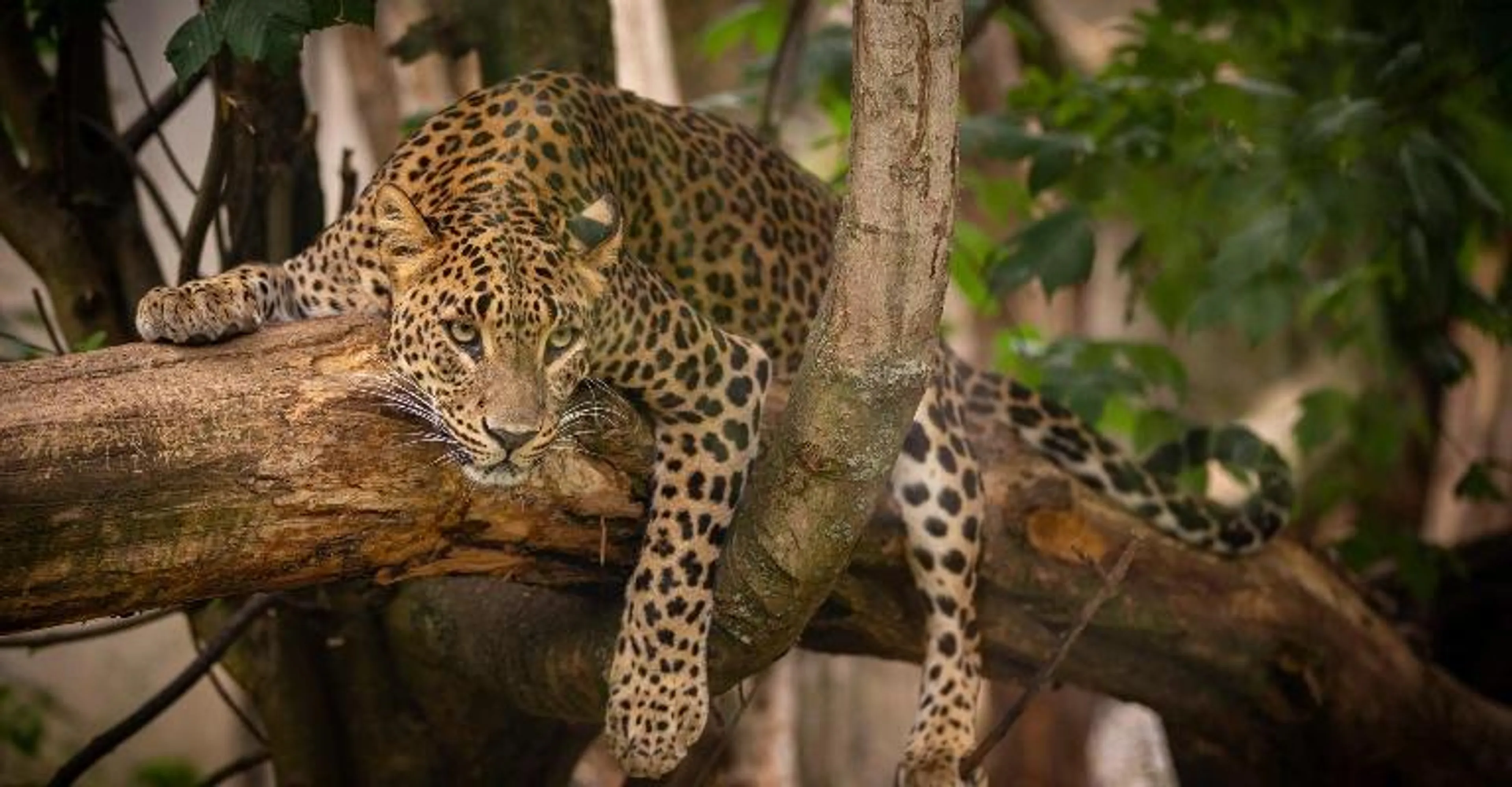 A leopard resting on a tree branch, staring at the camera.