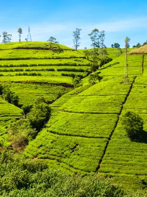 Tea plantation visit in Nuwara Eliya with rolling green hills and tea estates