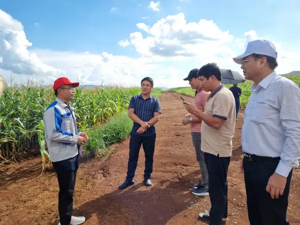 Tham quan mô hình ngô sinh khối tại Nghệ An — ảnh 26