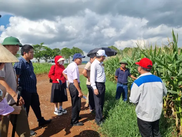 Tham quan mô hình ngô sinh khối tại Nghệ An — ảnh 22