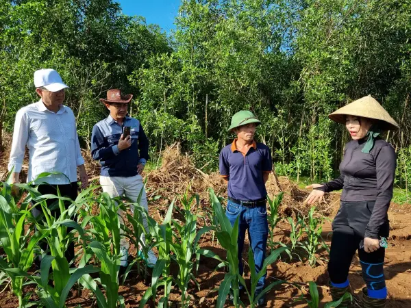 Tham quan mô hình ngô sinh khối tại Nghệ An — ảnh 34