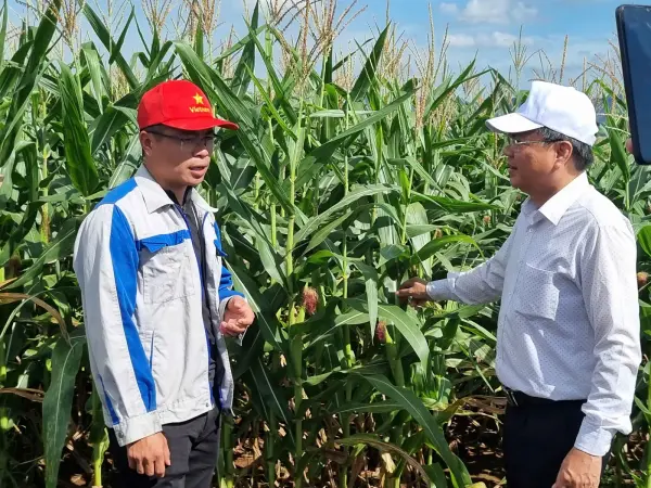 Tham quan mô hình ngô sinh khối tại Nghệ An — ảnh 21