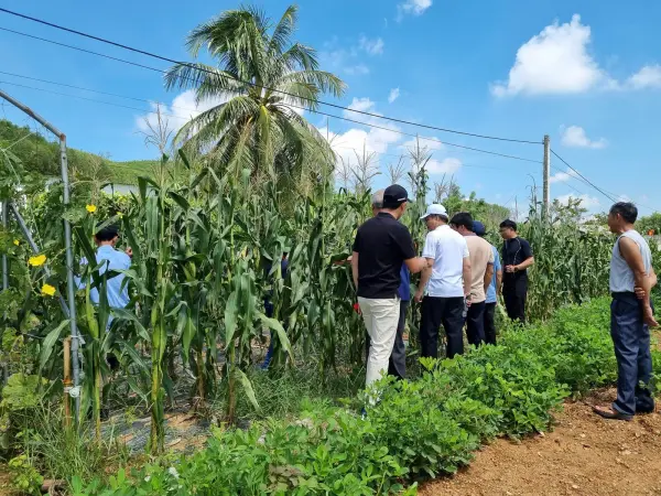 Tham quan mô hình ngô sinh khối tại Nghệ An — ảnh 18