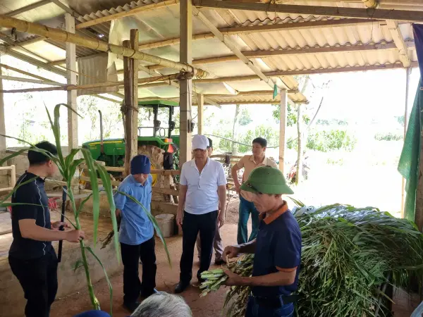 Tham quan mô hình ngô sinh khối tại Nghệ An — ảnh 15