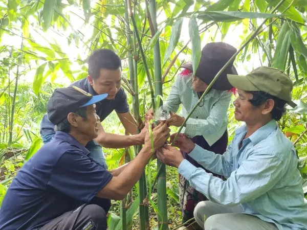 Tập huấn kỹ thuật trồng và nhân giống tre lấy măng — ảnh 2