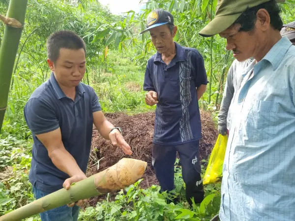 Tập huấn kỹ thuật trồng và nhân giống tre lấy măng — ảnh 19