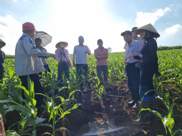 Tham quan mô hình ngô sinh khối tại Nghệ An — ảnh 36