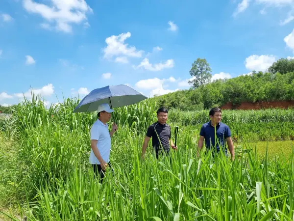 Tham quan mô hình ngô sinh khối tại Nghệ An — ảnh 20