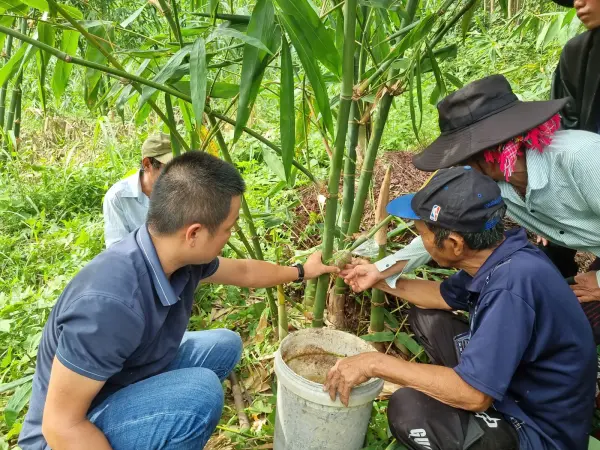 Tập huấn kỹ thuật trồng và nhân giống tre lấy măng — ảnh 20